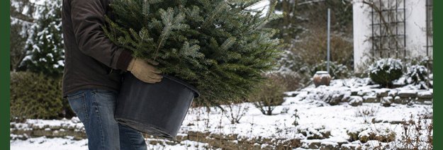 Ką daryti su eglute pasibaigus šventėms?