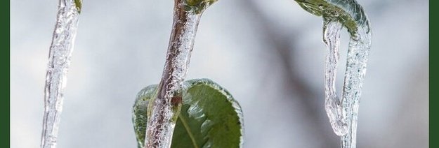Augalų apledėjimas: ką daryti ir kaip apsaugoti augalus