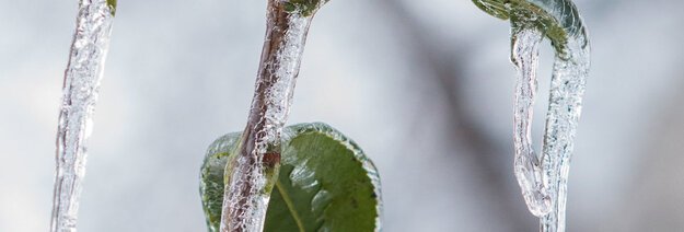 Augalų apledėjimas