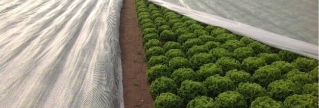 Ekstremalus šalčio vadovas: kaip apsaugoti pasodintus augalus prieš –30 °C