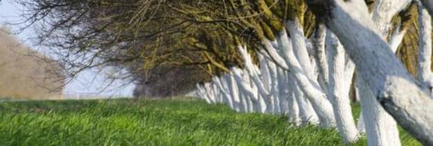 Kaip balinti vaismedžius pavasarį ir kodėl tai svarbu