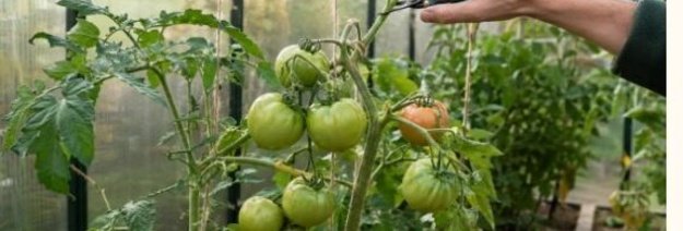 Pomidorų nokinimas rudenį: ką daryti rugsėjį