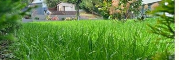 Vejos sėja rudenį: kada sėti ir kaip sudygdyti