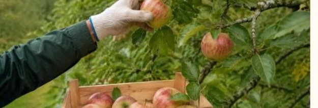 Kada skinti obuolius: brandos požymiai ir laikymas