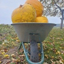 AUGINU MOLIŪGĄ
