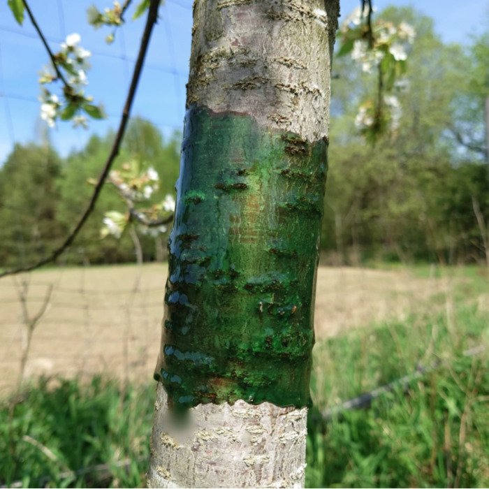Schacht klijai nuo kenkėjų 500g