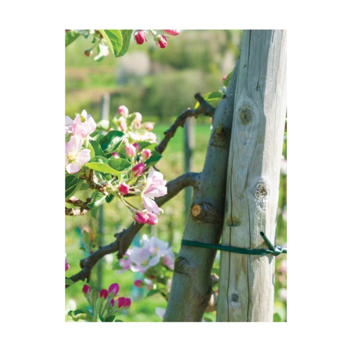 Augalų tvirtinimo žarnelė 5mm x 50m 3