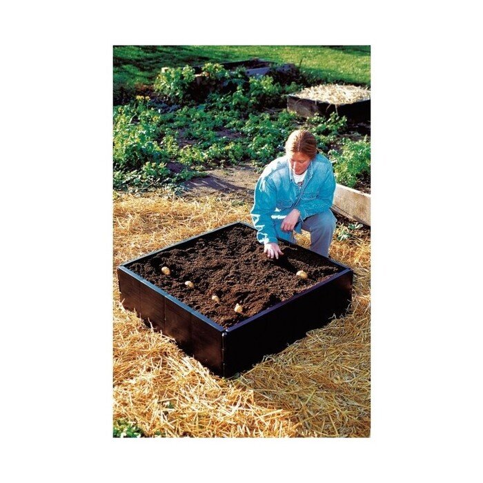 Pakelta lysvė  Grow  12