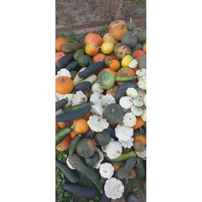 Auginu moliūgą
