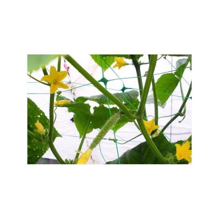 Tinklas vijokliniams augalams 2x10m