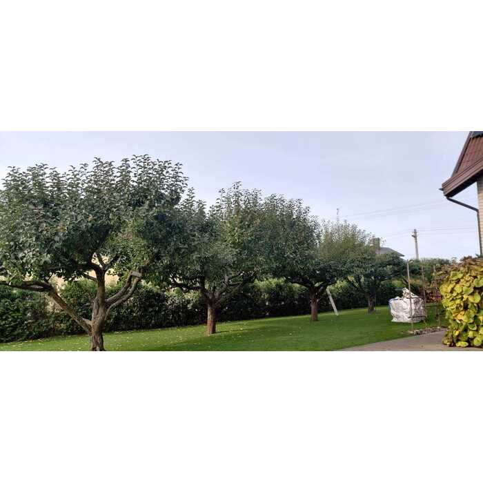 Vaismedžių genėjimas 1