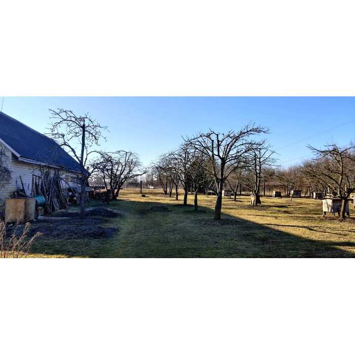 Vaismedžių genėjimas 3