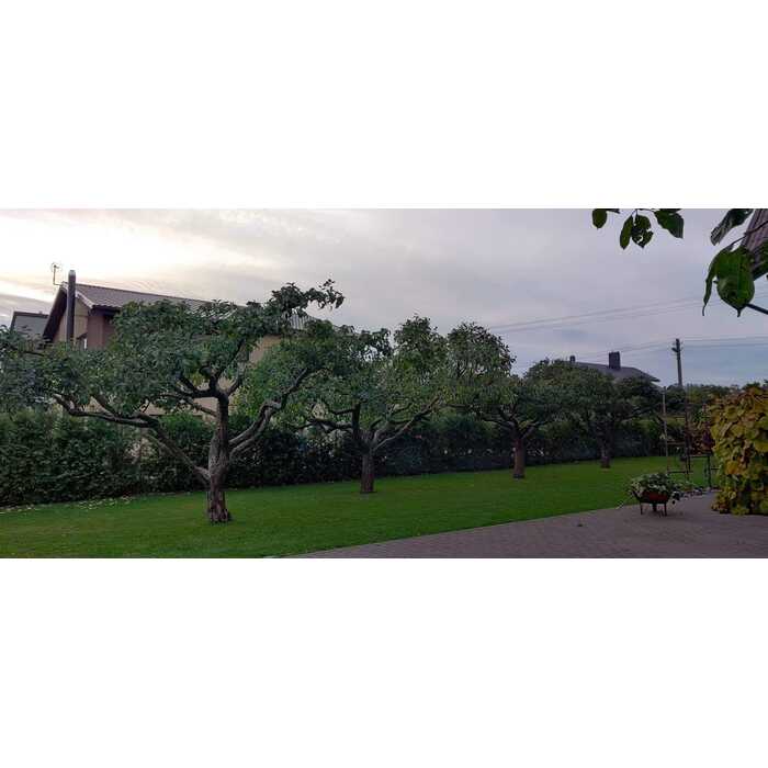 Vaismedžių genėjimas