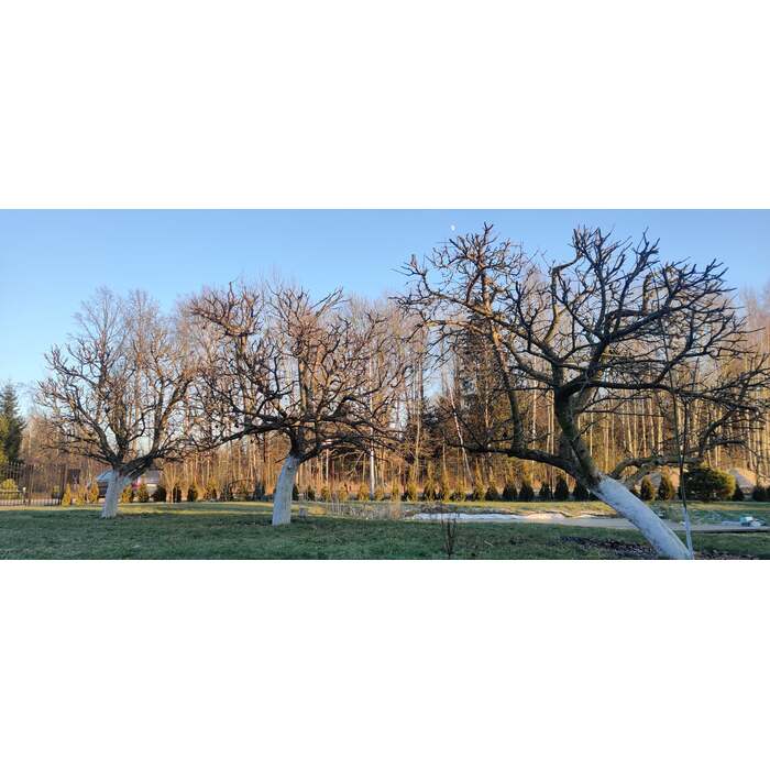 Vaismedžių genėjimas 4