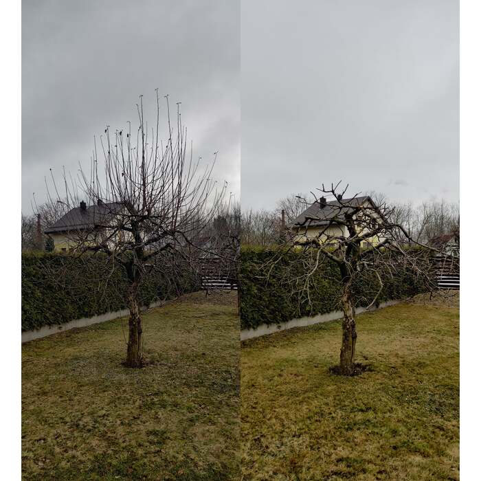 Vaismedžių genėjimas 5