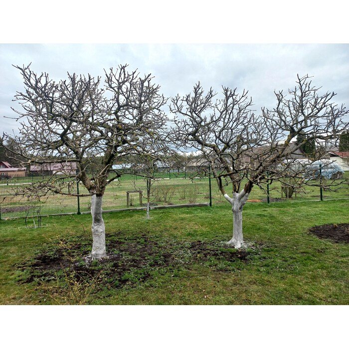 Vaismedžių genėjimas 7