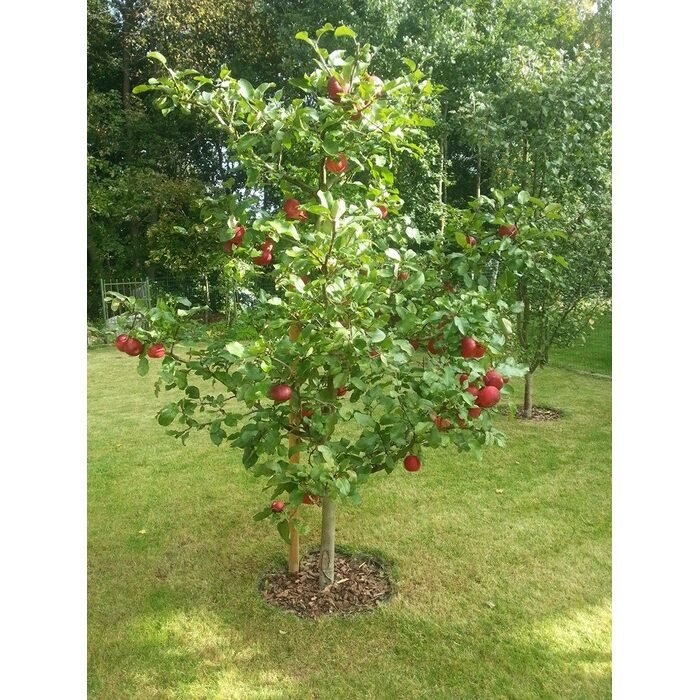 Vaismedžių genėjimas 8