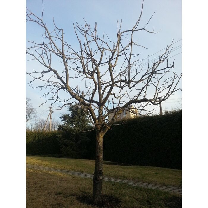 Vaismedžių genėjimas 9