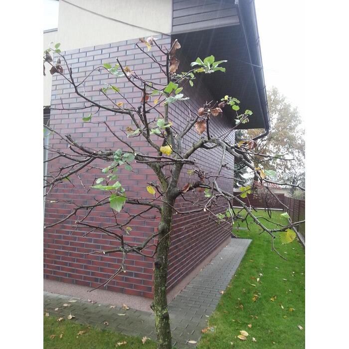 Vaismedžių genėjimas 10