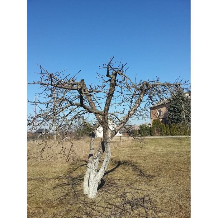 Vaismedžių genėjimas 11