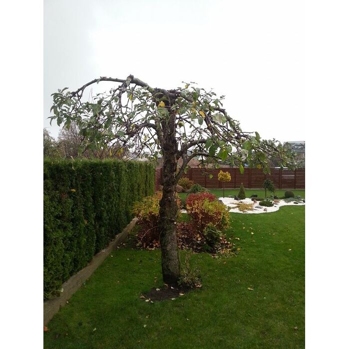 Vaismedžių genėjimas 12