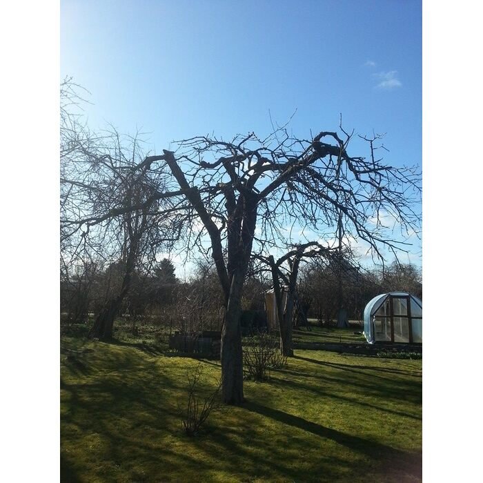 Vaismedžių genėjimas 13