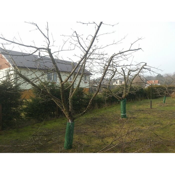 Vaismedžių genėjimas 14