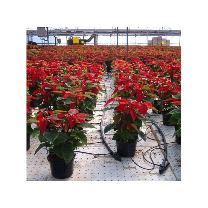 Black Spider 1 x 50 cm 4