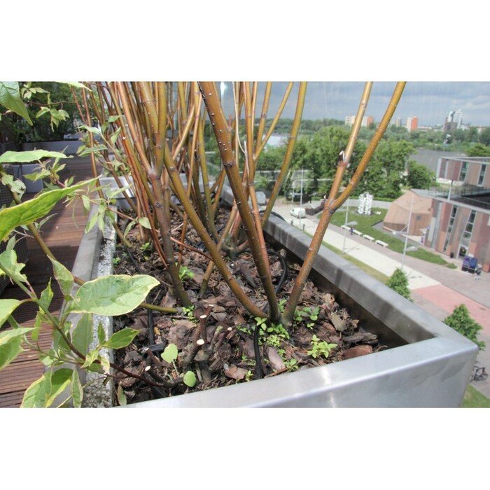 La&scaron;elinis vamzdelis M Drip