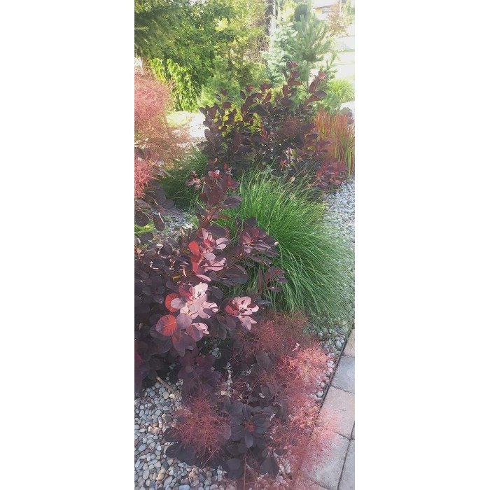 Aplinkos apželdinimas 1