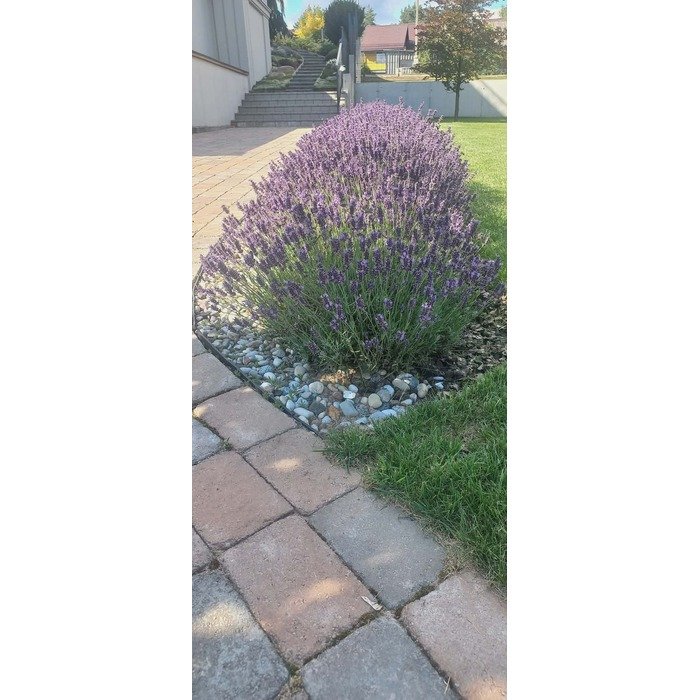 Aplinkos apželdinimas 5