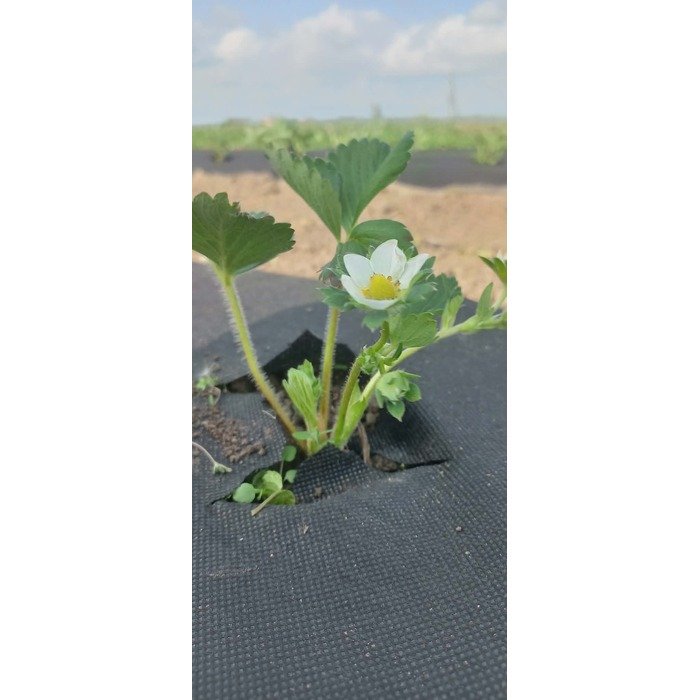 Aplinkos apželdinimas 3