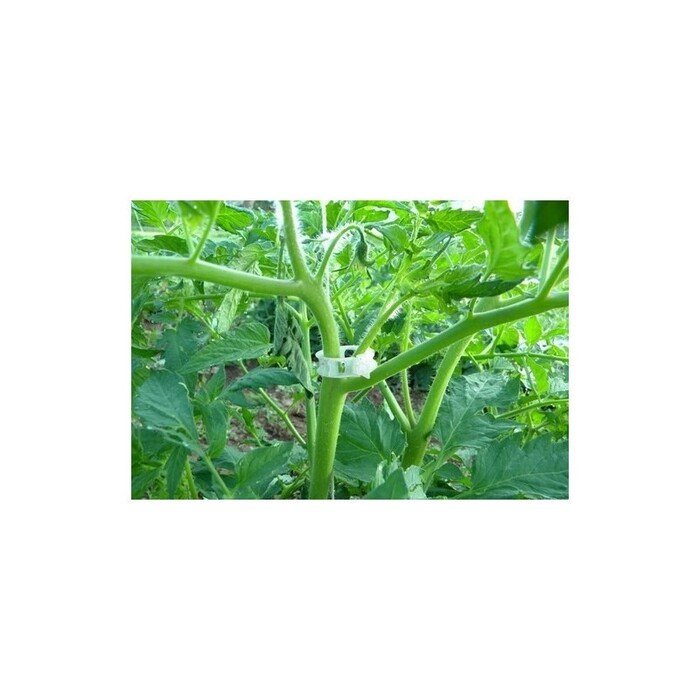 Pomidoro segtukas (20 vnt.)