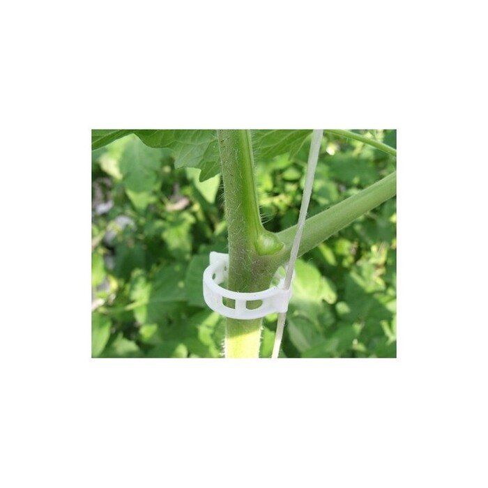 Pomidoro segtukas (20 vnt.) 10