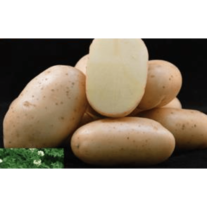 Sėklinės bulvės TORONTO, 35/55 mm, 5 kg.