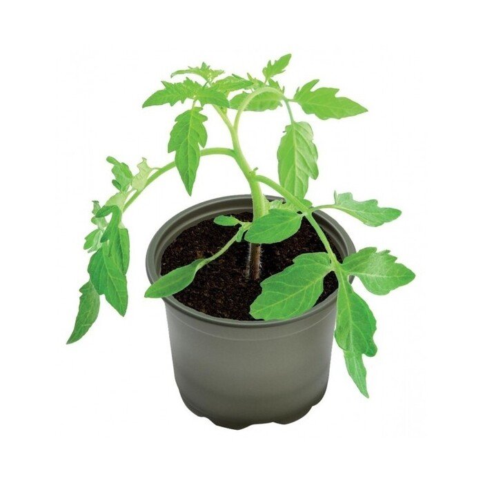 Suyrantys vazonai 9 cm (5 vnt.) 14