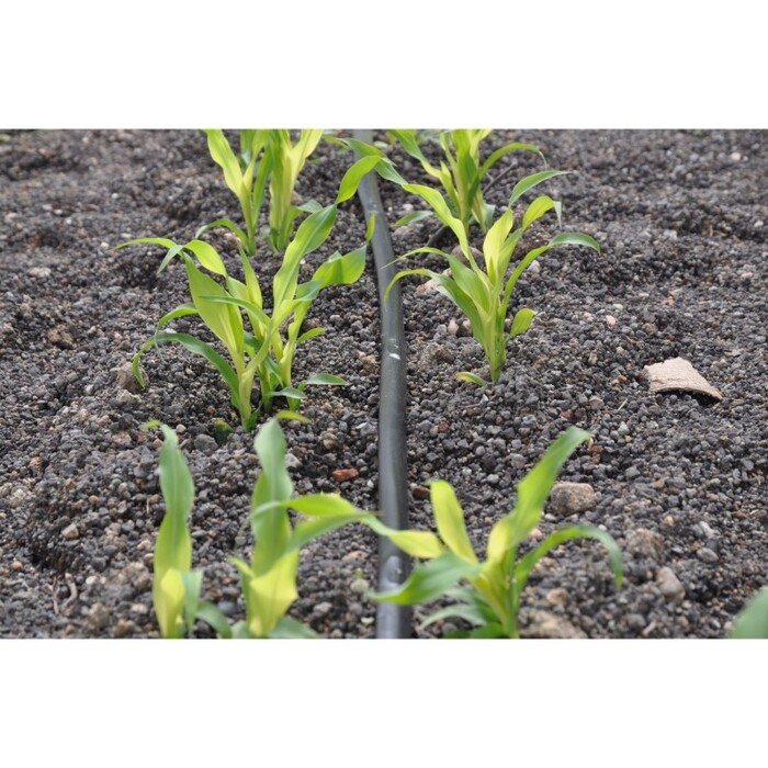 Laistymo rinkinys  Gyvatvorė 50m  7