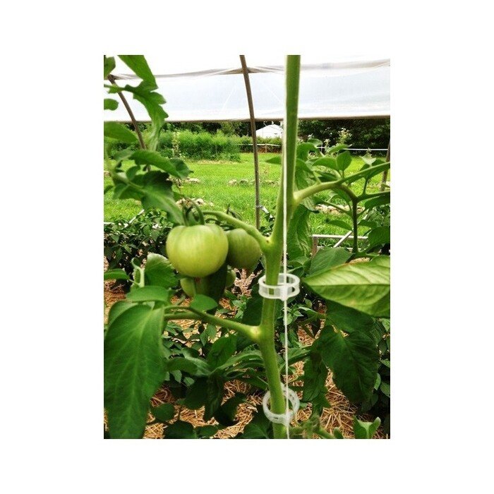 Pomidoro segtukai (30 vnt.) 11