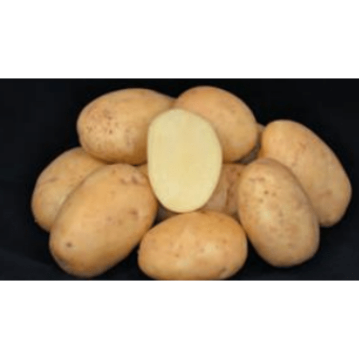 Sėklinės bulvės SALVADOR, 35/55 mm, 5 kg.