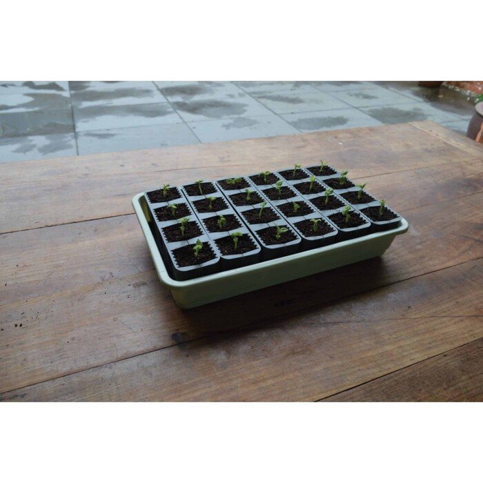 Daigykla greitesniam augalų įsi&scaron;aknijimui su laistymu 27