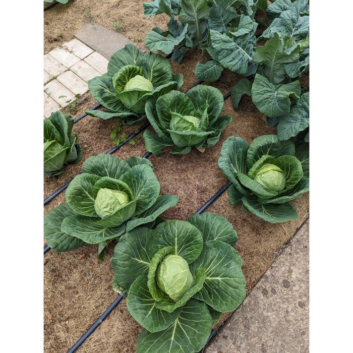 Juosta Aqua-Traxx 8mil x 20cm (100m) 13