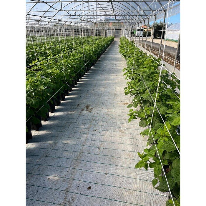 Mulčiavimo danga, balta AGRITELA 1.05 x 100 m 3