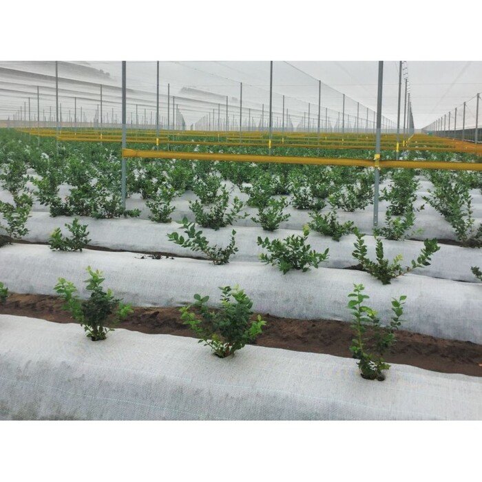 Mulčiavimo danga, balta AGRITELA 1.05 x 100 m 1