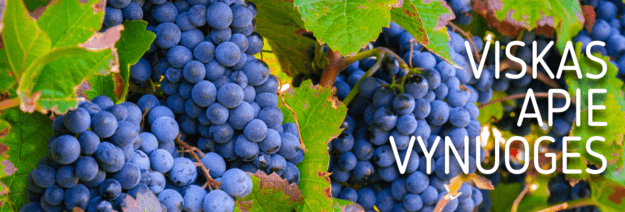 Viskas apie vynuoges: sodinimas, dauginimas, priežiūra